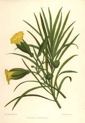 Thevetia nerifolia (Thevetia nereifolia)